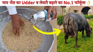 गाय भैंस की लेवटी बढ़ाने का गारंटीड फार्मूला | How to Increase Udder of Cow Buffalo in Dairy Farming