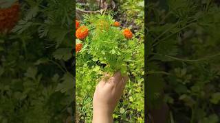 Fresh coriander ☘️🍀#shorts #onyoananya #goodmorning #home #freshcoriander #healthyfood