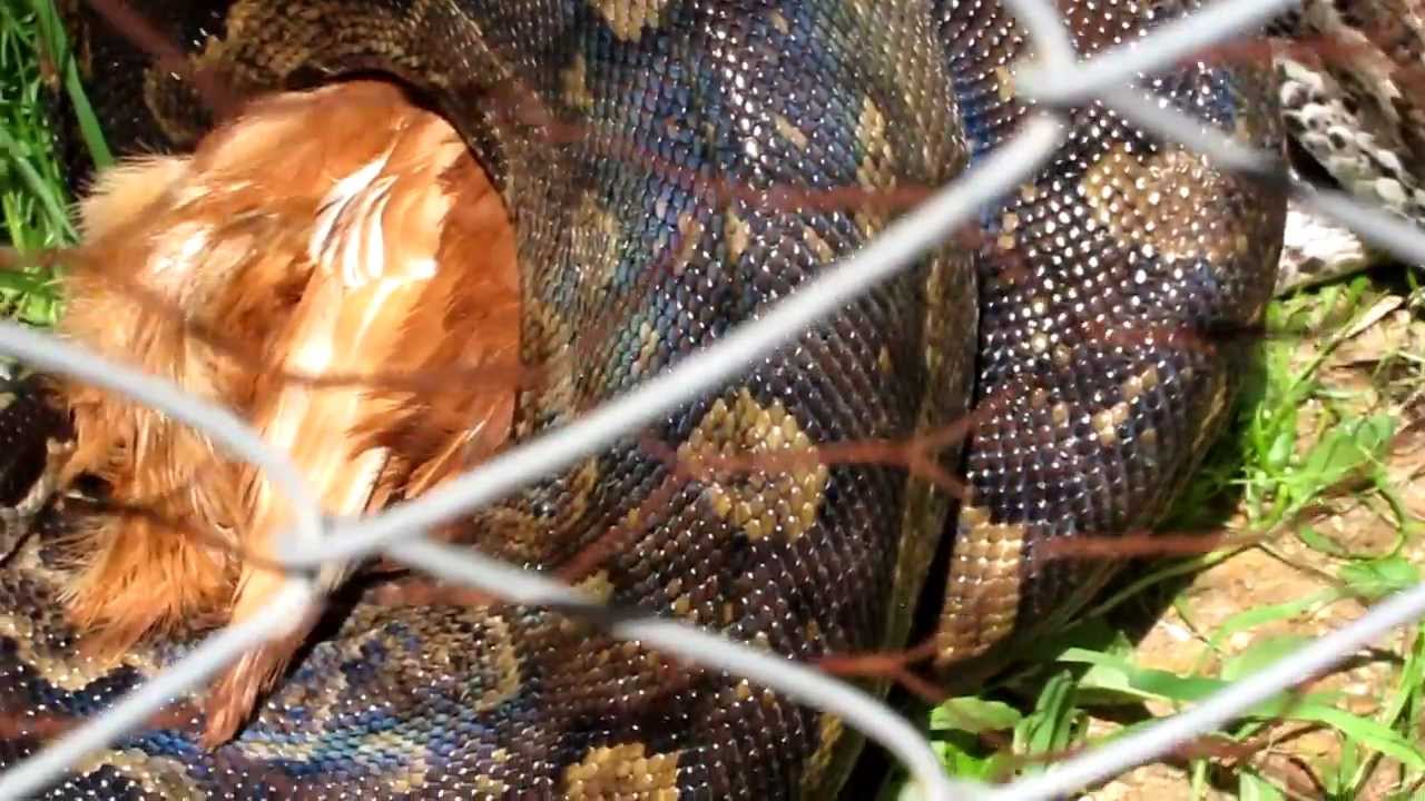 Python Snake Eats Chicken Youtube