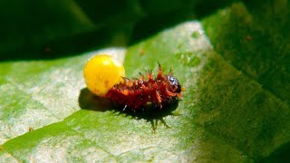 Why ‘The Very Hungry Caterpillar’ Trope Isn’t an Exaggeration (4K)