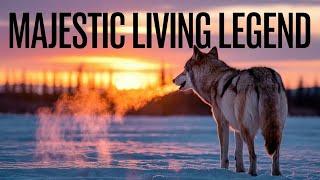 The Wolf: Nature's Perfect Predator