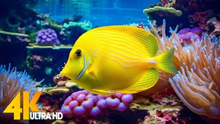 Aquarium 4K VIDEO (ULTRA HD) 🐠 Beautiful Coral Reef Fish - Relaxing Sleep Meditation Music #77
