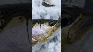 Beautiful rainbow trout (make sure to check out the latest video) #rainbowtrout #icefishing #fish