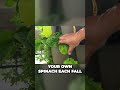 Unlock Spinach Flavor & Perpetual Harvest in 60 Secs! | #Shorts