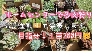 １苗200円♫どう安くGETするか😉実店舗でのお買い物の良さも久々に堪能しました✨合計金額も発表💴😆✨