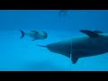 イルカ子育て中🌺名古屋港水族館★port of nagoya public aquarium★dolphin