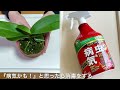 2022年11月17日　次々と葉が取れてしまった病気の株は、脇芽🌱を出させて再生します　頂点の大きな葉が突然の黄色いマダラ模様！　発見したら直ぐに殺菌消毒しましょう🪴