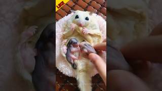 Why this new Cute little baby animals  matters😍#pets #baby  #animals #shorts