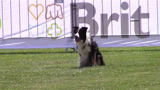 Tending TOUGH - WCH Obedience Kladno 2019