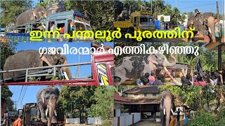 പന്തലൂർ പൂരത്തിന് വരുന്ന ഗജവീരന്മാർ Panthaloor Pooram Elephants Entry😍❤️‍🔥😍