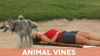 ANIMAL VINES Best Vine Compilation 2016 ✔ New ★ HD ✔