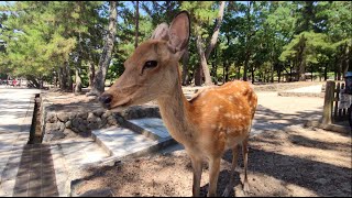 〚4K〛近鉄奈良駅から東大寺までの街歩き　Walking from Nara Station to Todaiji-Temple, Nara, Japan Aug-2020