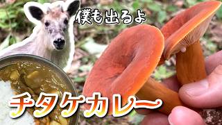 【熊に吠えられた】チチタケで一段上のカレーを目指したい【熊の鳴き声・威嚇】