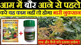 आम में बौर आने से पहले करें यह काम | बस एक स्प्रे और ज्यादा मुनाफा | Mango Cultivation