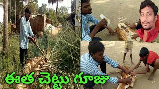 Eetha chettu gooju|Eetha chettu in telugu|ఈత చెట్టు గూజు|Eetha chettu kallu|ఈత చెట్టు కళ్ళు