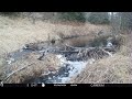 leaving a trail camera at an abandoned beaver dam for 4 months. heres what happened trail camera