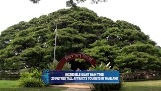 Incredible Giant Rain Tree