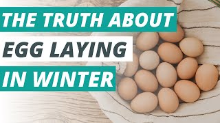 Do Chickens Lay Eggs in Winter