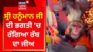 ਸ੍ਰੀ ਹਨੂੰਮਾਨ ਜੀ ਦੀ ਭਗਤੀ 'ਚ ਰੰਗਿਆ ਰੱਬ ਦਾ ਜੀਅ | News18 Punjab