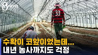 수확 한 달 앞두고 폭우…농민들은 내년 농사도 걱정 / SBS