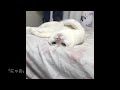 【しゃべる猫】おはようが言える？猫