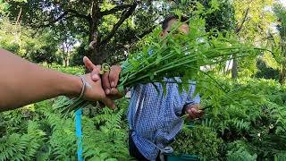 ผักกูดงามๆส่งตลาดทุกวัน ผักกูดสร้างรายได้ เก็บผักกูดไปคุยไปสนุกดีครับ