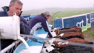 America's largest cow farm has emerged. Smart modern livestock.