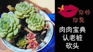 【你邢你说】肉肉宝典：如何鉴别老桩？怎么给肉肉砍头？