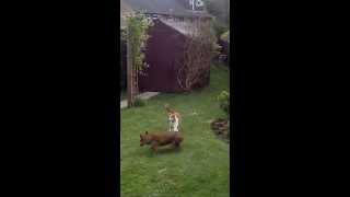 Cats vs Fox (Part 1)