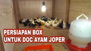 UKURAN & BENTUK KANDANG IDEAL DOC AYAM JOPER #VLOG