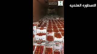 فيديو يوثق ضبط شحنة طماطم مخفية