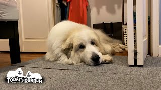 強い雨が苦手かも…クローゼットに避難したアランです　Great Pyrenees　グレートピレニーズ