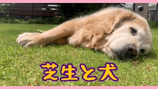 🐶芝生とゴールデンレトリバーは、最高の組み合わせ❤️【ゴールデンレトリバー】