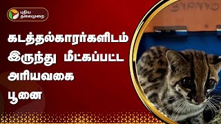 கடத்தல்காரர்களிடம் இருந்து மீட்கப்பட்ட அரியவகை பூனை | Colombia Cat |