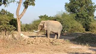 ช้างตกมันนานที่สุดในสุรินทร์ ❗เจ้ารถถัง❗🐘🐘🐘🐘