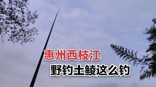 野钓西枝江，土鲮横行，吃口很轻钓上它很需要技术