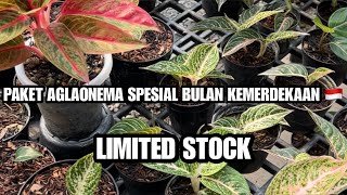 PAKET AGLAONEMA HARGA DI BAWAH PASAR CUMA KHUSUS BULAN INI‼️