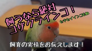 飼うなら絶対コザクラインコ！（セキセイインコもね）飼育の実情をお伝えします！