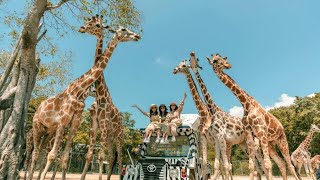 北碧Safari park野生動物園，進擊的長頸鹿\u0026餵食小獅小豹