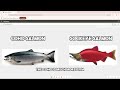 coho vs sockeye salmon which one is right for you watch this to understand their differences