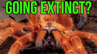 Tarantulas on the Brink of EXTINCTION - What You Need to Know!