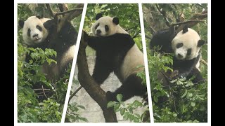 20241219 圓寶茄苳摘無果 無果茄苳不放過(早餐之二) Giant Panda Yuan Bao