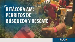 #BitácoraAM: El olfato, su mejor arma; así entrenan los perritos rescatistas