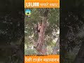 151000 सपाटे सम्राट 😱 shorts youtubeshorts viral shortsfeed tarzan gaumata desitarzan