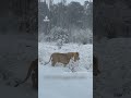 Lions enjoy rare snow in South Africa | AJ #shorts