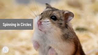Adorable Tricks You Can Teach Your Hamster | Mittens and Max