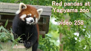 八木山レッサーリポート258 レッサーパンダ Red panda at Yagiyama zoo video_258 八木山動物公園