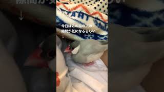 隙間気になる文鳥