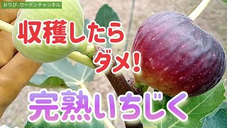 【いちじくの育て方】まだ収穫しないで！完熟の3つタイミング！プラス1