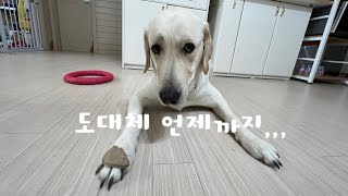 월요일/화요일 #산책 _기다림은 힘들어요 #대형견 #리트리버 #반려견